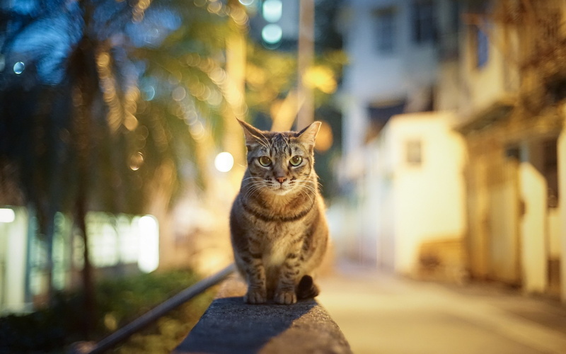 looking, sitting, domestic cat, bokeh, portrait, blurred, whisker, architecture, domestic, front view, tabby, domestic animals, 2K, animals, cat, pets