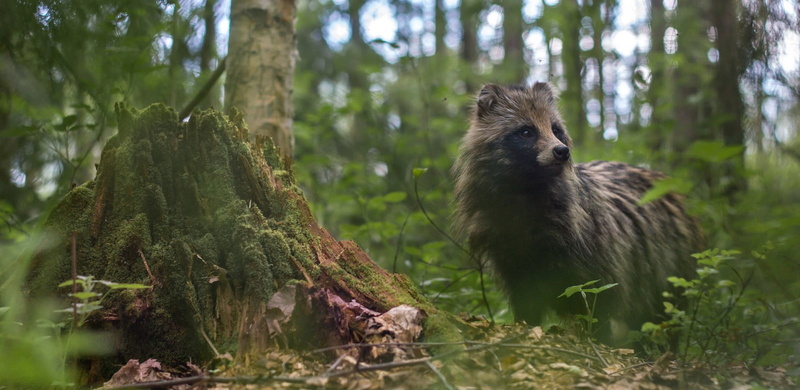 one animal, survival, wildlife, animals, animal, animal themes, forest, plants, photography, hunting, 720P, day, non-urban scene, animals in the wild