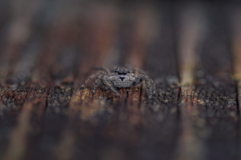 photography, animal, spider, cute, lizard, invertebrate, reptile, common, outdoors, one animal, house, alligator, textured, land, no people, crocodile