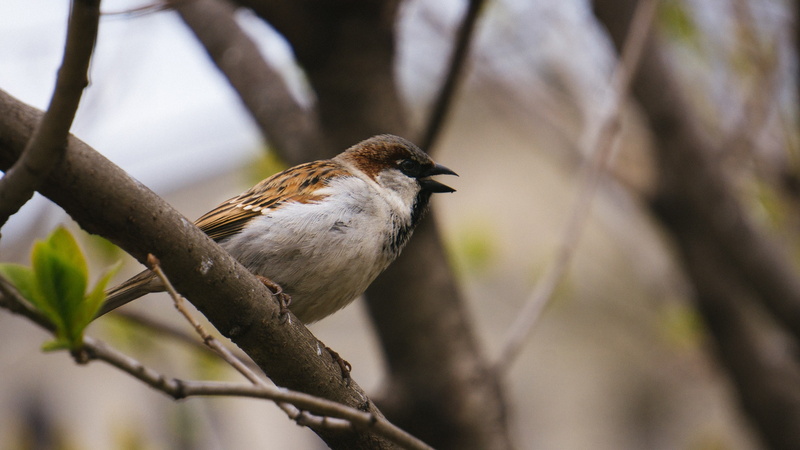 2K, animal wildlife, animals, bokeh, perching, sparrow, no people, branch, day, trees, vertebrate, selective focus, focus on foreground, close-up, nature