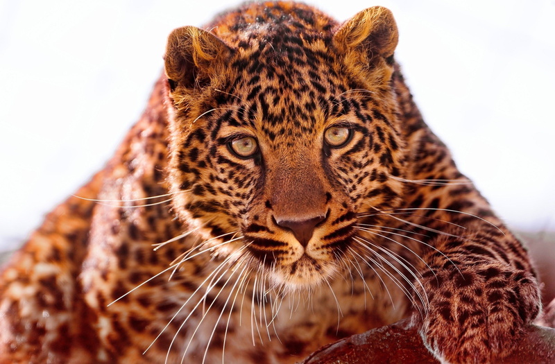 eyes, jaguars, leopard (animal), blurred, animals, Jaguar, photography, 2K, looking at viewer, wild cat, face, feline