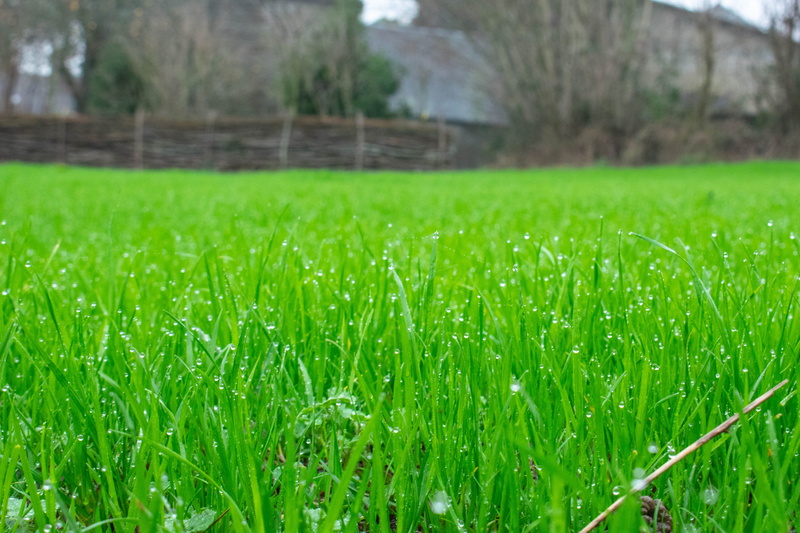 countryside, blade of grass, field, green color, woodland, grass, close-up, yard, 5K, tranquility, france, outdoors, sport, rural scene, grassland, tarmac