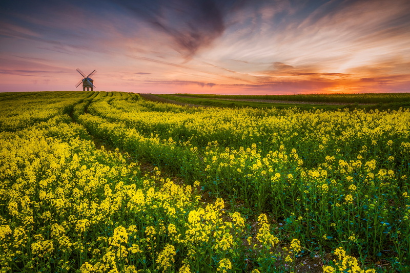 rape, 1080P, Warwickshire, UK, Chesterton Windmill, County, field, windmill, monument, the evening