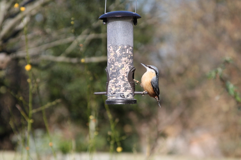 small, feeder, one animal, water, british, avian, animal, warwickshire, animal themes, 4K, uk, nuthatch, outdoors, bird feeder, feather, wild, garden