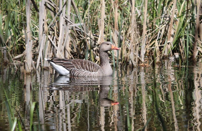 uk, nature, fowl, warwickshire, water, wildlife, animal wildlife, waterfront, animals in the wild, no people, reflection, beauty in nature, goose, waterfowl