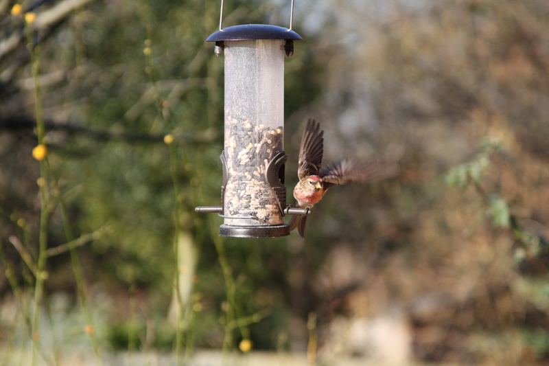 nature, animal themes, perching, tree, focus on foreground, wildlife, feeder, vertebrate, food, one animal, orange, garden, animal, animals in the wild