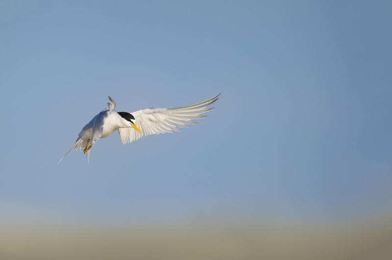 flapping, blue sky, avon-by-the-sea, sunny, egret, sand, feathers, sky, day, wings, stork, beach, clear sky, ardeidae, nature, outdoors, spread wings, low angle view