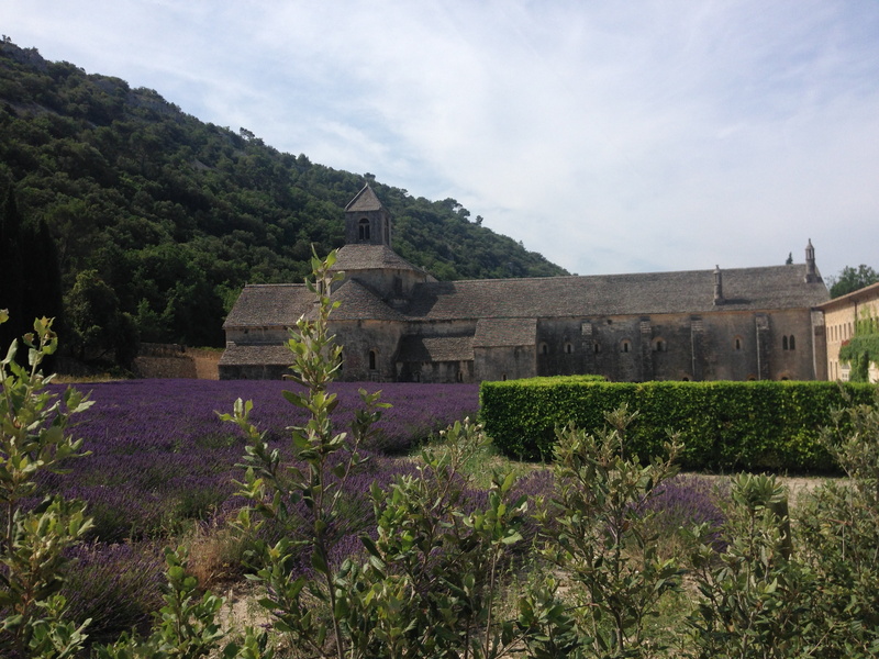 plant, built structure, purple, land, abbey, history, flower, building, field, 2K, growth, silence, day, flowering plant, cloud - sky, the past, sky, nature