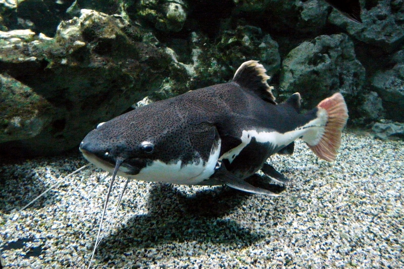 marine, undersea, solid, animal wildlife, full length, 2K, water, animal themes, wels, nature, rock, rock - object, wildlife, scuba Diving, animals in the wild