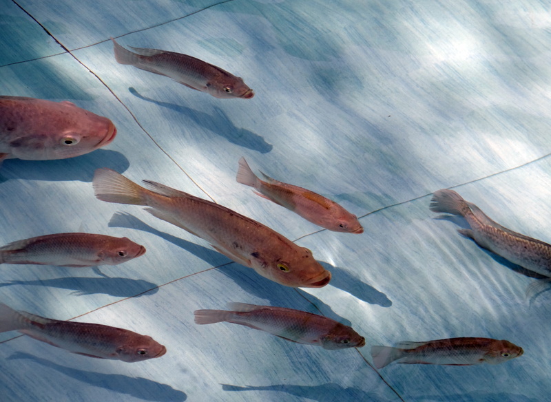 food and drink, marine, high angle view, 4K, animal wildlife, water, dharwad, sea, food, indoors, tilapia, no people, india, fresh water, orange, fauna