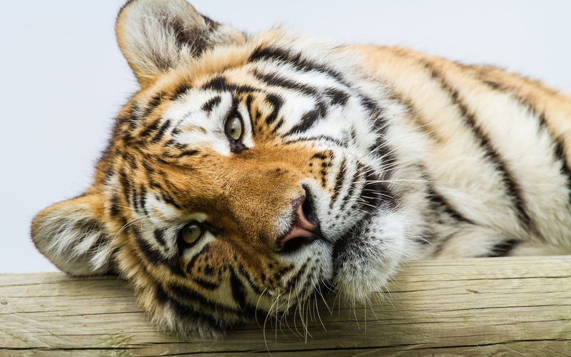 1080P, Amur, Tiger, Eyes, close, Face
