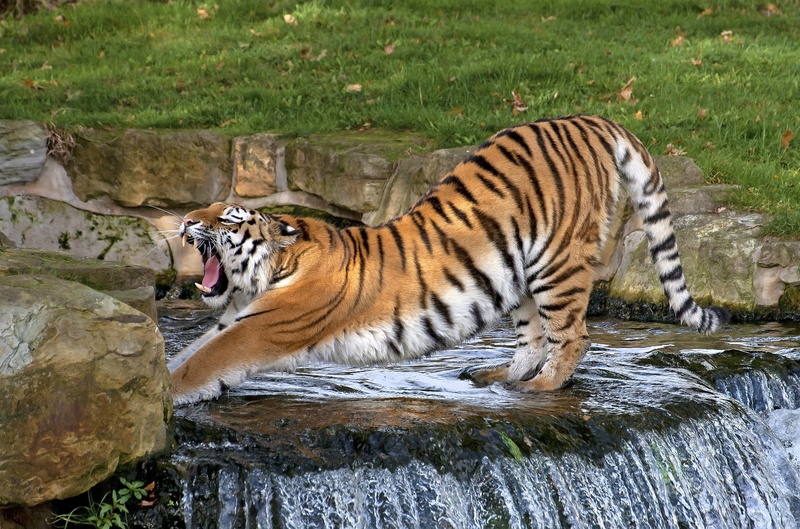 stretching, predator, waterfall, wild, cat, zoo, fangs, wild cat, pose, Amur tiger, strip, warm-up, tiger, 1080P, yawning jaws