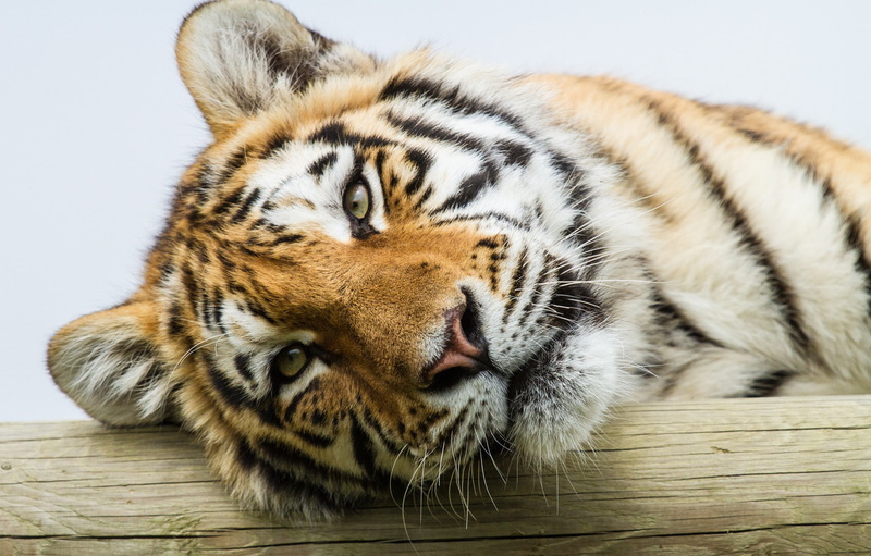 tiger, eyes, tiger portrait, Cat, Amur tiger, amur, 1080P