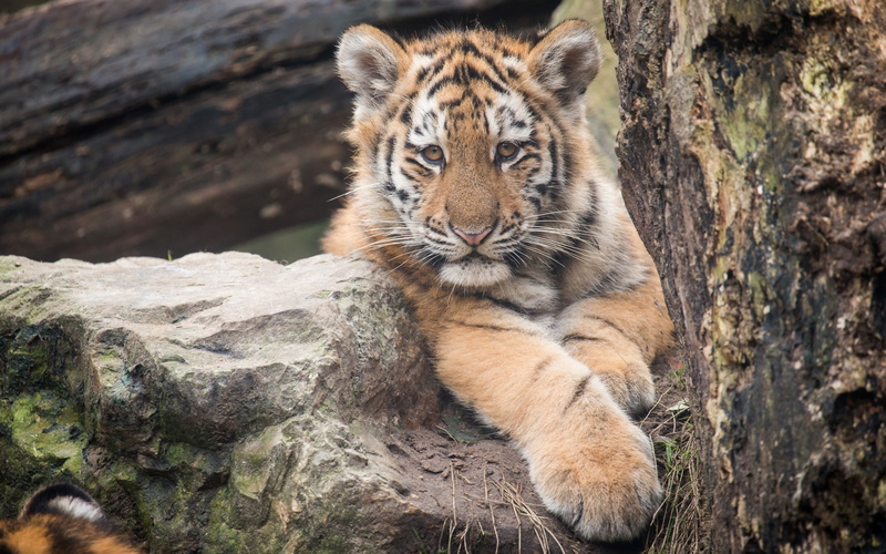 small, tiger, 2K, kitten, Amur, stone, Cat, view