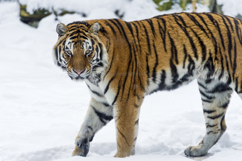 animals in the wild, vertebrate, focus on foreground, the Amur tiger, carnivora, cold temperature, animal, animal themes, animal wildlife, cat, mammal