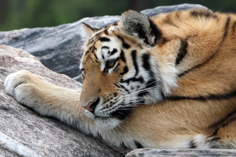 stone, Amur tiger, snout, tiger, Cat, rest, 4K