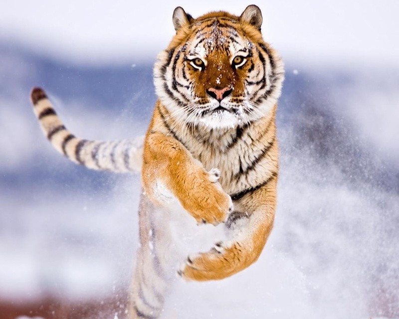 snow, tiger, amur, 720P