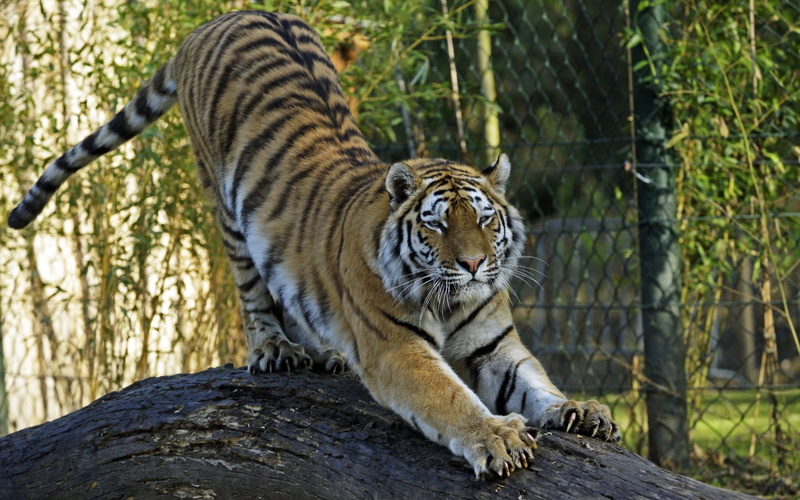 safari Animals, staring, striped, wildlife, tree, carnivora, black, tigris River, one animal, whisker, large, 720P, endangered Species, bengal Tiger, predator