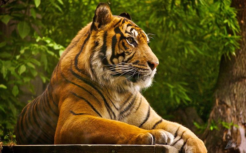 nature, tropical Rainforest, zoo, looking away, close-up, danger, whisker, tiger, vertebrate, endangered Species, carnivore, outdoors, animal themes, cat