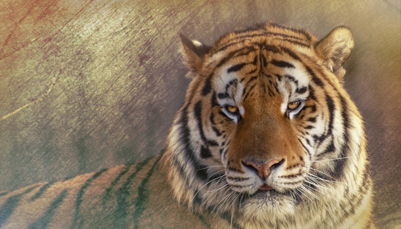 mammal, siberisk tiger, portrait, animal, one animal, 4K, the amur tiger, siberian tiger, amurtiger, endangered species, big cat, whisker, feline, animal themes