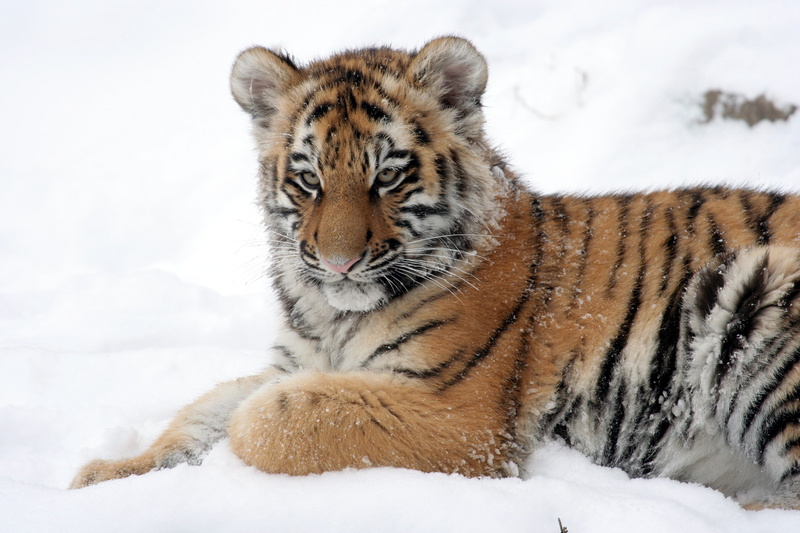 cub, 2K, amur, snow, cat, tiger