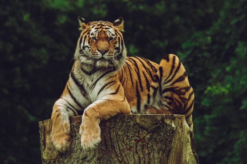 endangered Species, fur, outdoors, large, 4K, predator, animals In The Wild, plant, nature, animal, looking, cat, mammal, striped, amur tiger, undomesticated Cat