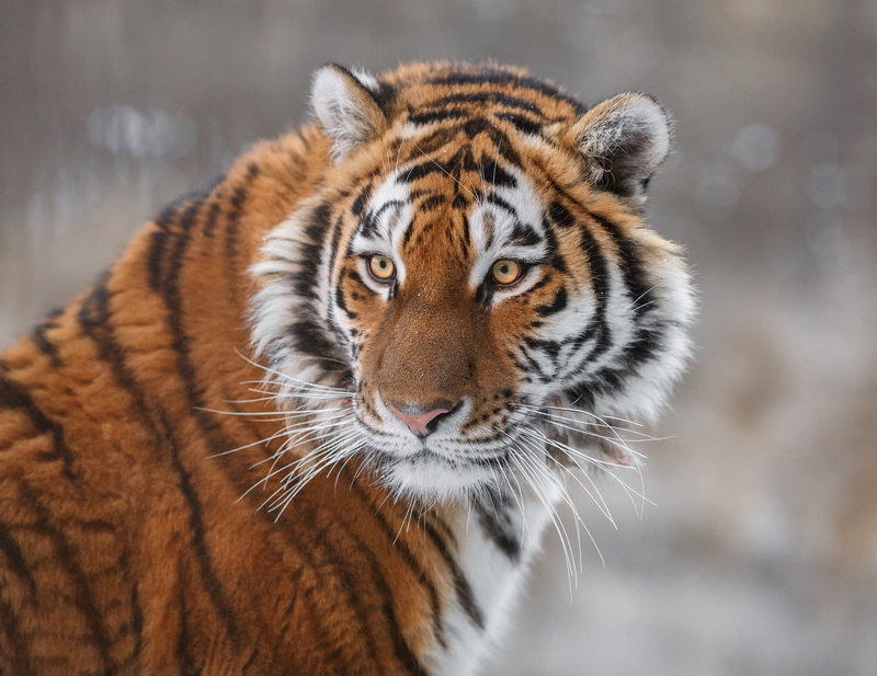 tiger, face, look, wild cat, portrait, The Amur tiger, 1080P