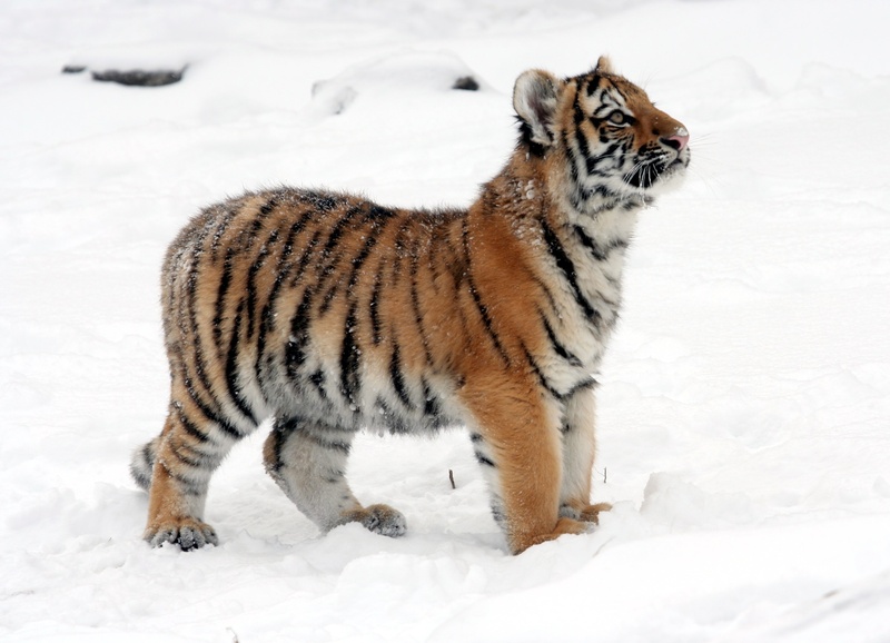 playful, snow, carnivore, fur, animal wildlife, zoo, standing, predator, covered, daytime, winter, small, one animal, young, mammal, white color, beauty in nature
