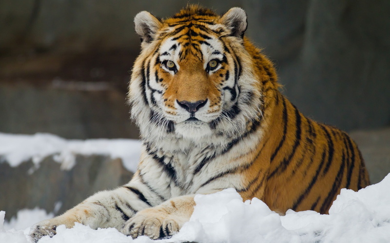 zoo, white color, nature, wild, feline, big cat, animal, no people, 2K, cold temperature, Tiger, animal wildlife, amur, snow, animal themes, focus on foreground