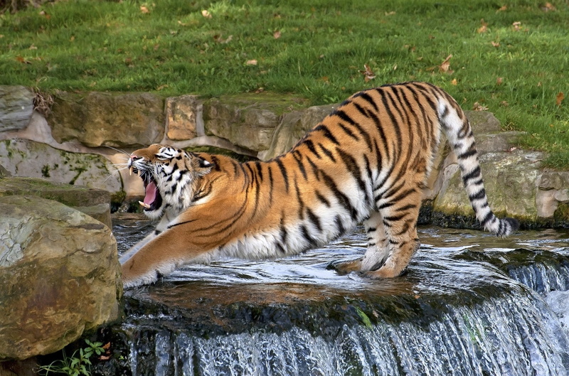 big cat, fangs, pose, animals in the wild, outdoors, animal, carnivora, nature, one animal, warm-up, strips, mammal, animal themes, stretching, waterfall