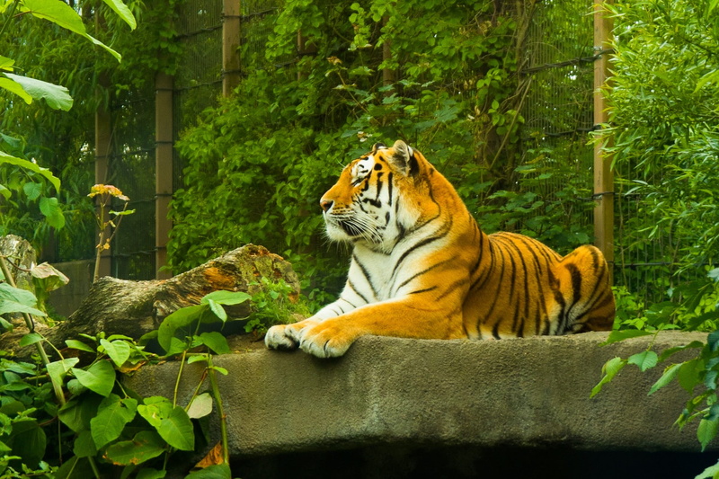 cat, carnivora, endangered species, animal themes, big cat, amur tiger, feline, outdoors, 1080P, korkeasaari, nature, animal, tiger, one animal, animals in captivity