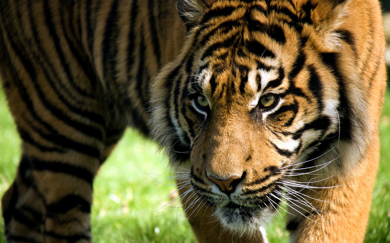 animal wildlife, close-up, feline, mammal, big cat, zoo, Anger, Tiger, no people, whisker, animal markings, Striped, animal head, animals in the wild, animal body part