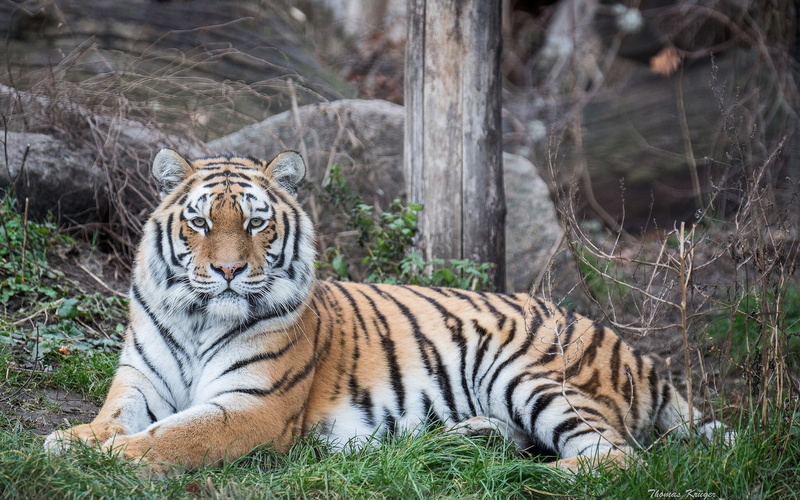 1080P, tiger, amur