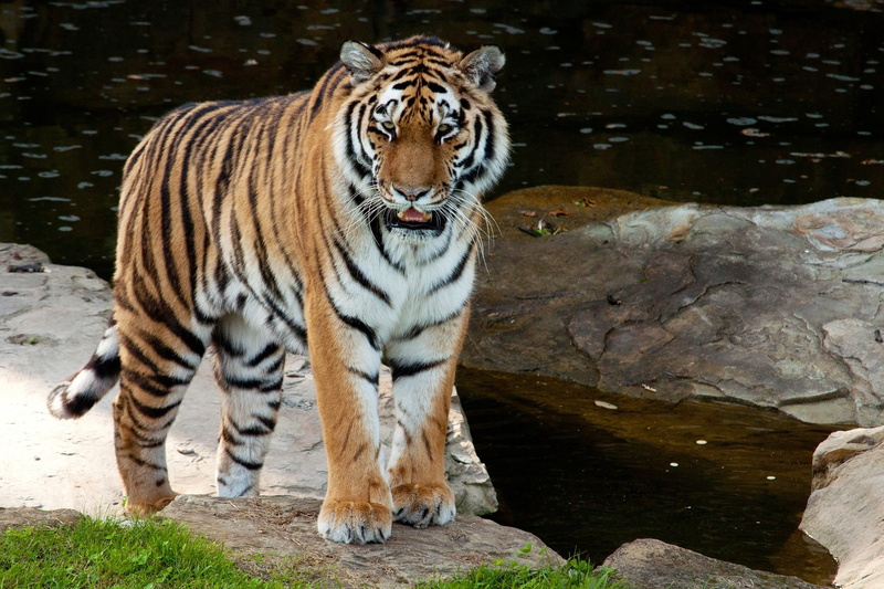 feline, animal themes, outdoors, wild, cat, rock - object, animals in the wild, 1080P, vertebrate, one animal, no people, zoo, carnivora, big cat, animals in captivity