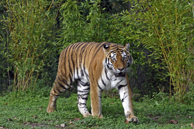 5K, tiger, the bushes, cat, Amur, grass