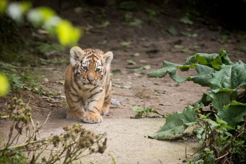 cat, plant part, vertebrate, plant, animal wildlife, selective focus, whisker, big cat, tiger, mammal, burdock, animals in the wild, feline, no people