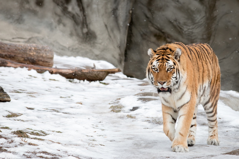 winter, snow, 2K, wild cat, the Amur tiger