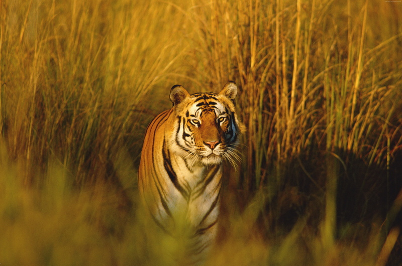 5K, National Geographic, predator, hunter, tiger, Bengal Tiger