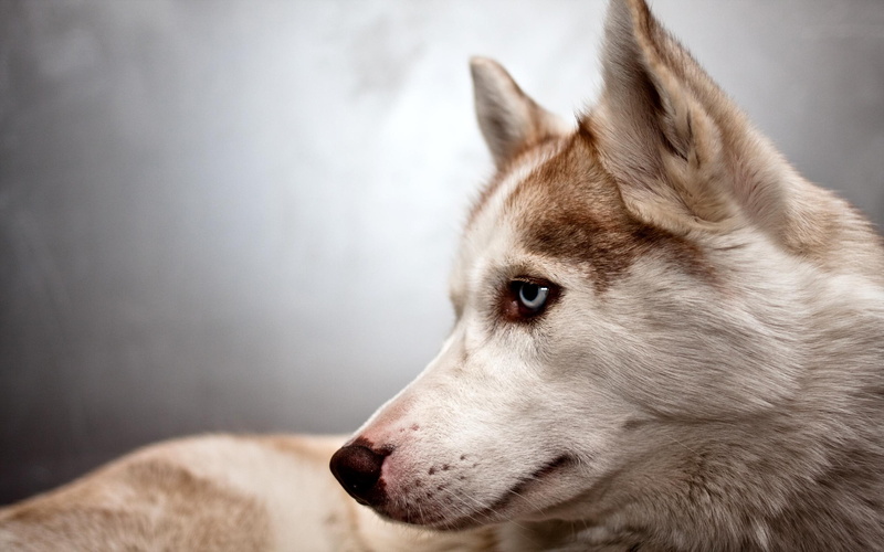 animals, wolf, predator, wild dog, 2K, smart, hunter