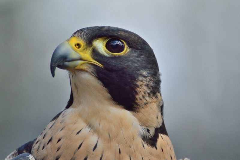 animal head, hunter, nature, predator, animal wildlife, one animal, closed, focus on foreground, animal, animal themes, falcon - bird, beak, profile view