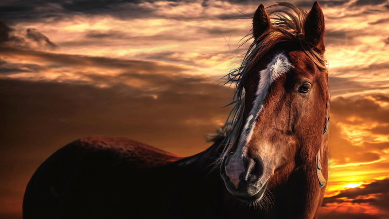 horse, white stripe, sunset, beauty, brown horse, cloudy, sky, 4K, wind
