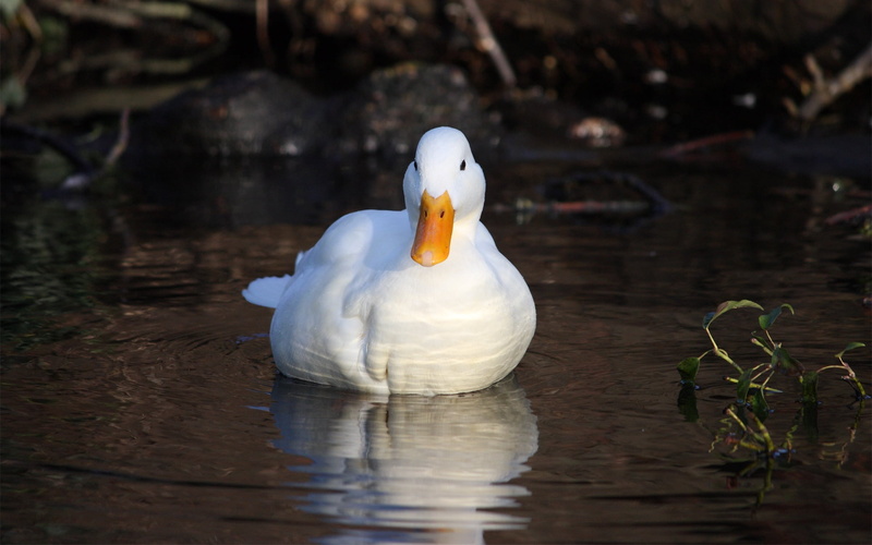 wildlife, animal wildlife, light, river, waterfront, grass, white color, close-up, 1080P, bird, beauty In Nature, floating on water, pond, no People, water