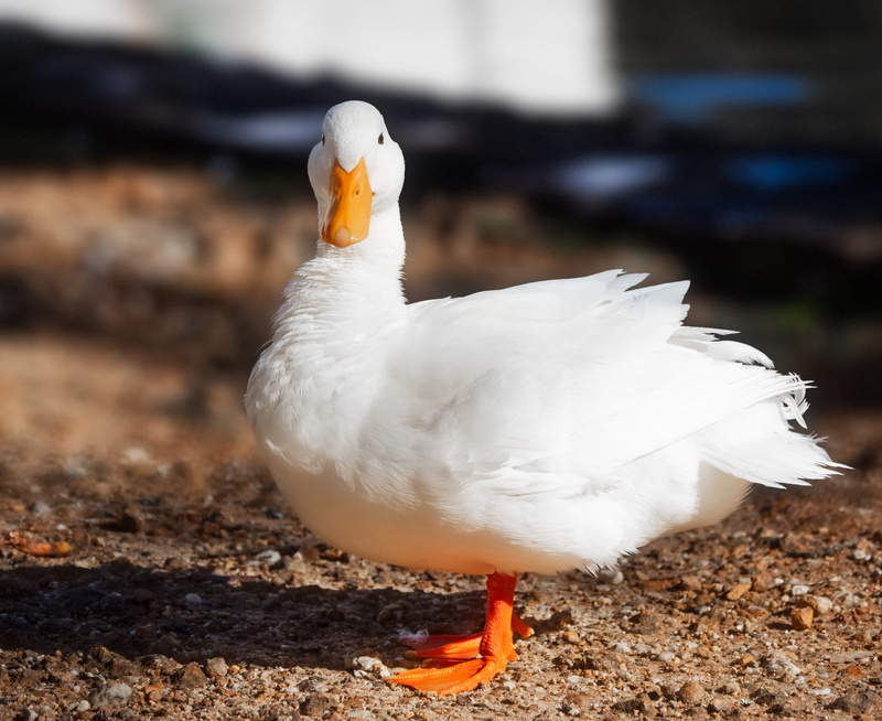 wild, poultry, portrait, outdoors, grass, looking, nature, feathers, duck, snow, white color, land, close-up, 4K, bill, domestic, animal themes, long island duck