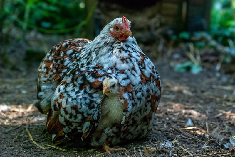 mother, chicks, hen, beijing, one animal, chicken, chick, livestock, focus on foreground, field, nature, pekin, pen, domestic, land, close-up, multicolor