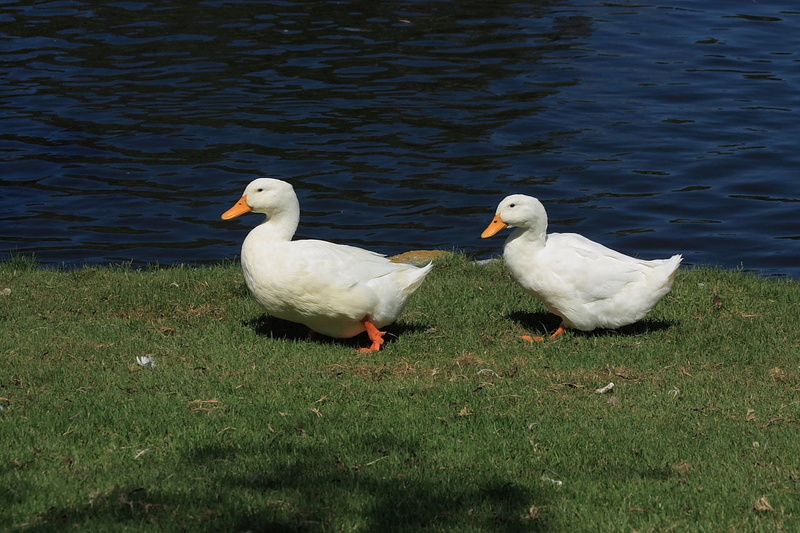 domestic ducks, 720P, animal themes, water bird, animals in the wild, white color, duck, no people, vertebrate, pekin ducks, plant, barnyard ducks, nature
