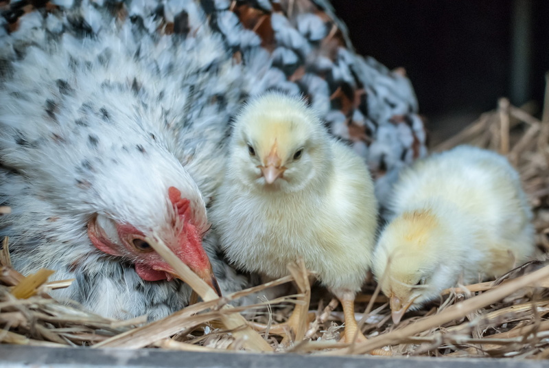 gallinacées, cute, domestic animals, hen, mammal, domestic, young animal, thousand, 2K, new life, softness, group of animals, pekin, young bird, no people