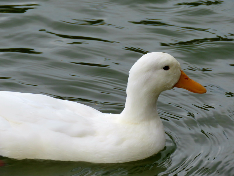 bird, swan, animal wildlife, white color, animal, water, one animal, animal neck, water bird, beak, duck, lake, white, american pekin duck, vertebrate