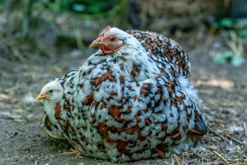 baby, chicks, backyard, nature, chicken, focus on foreground, domestic animals, hen, day, beijing, pets, bird, animal themes, vertebrate, close-up, a thousand flowers