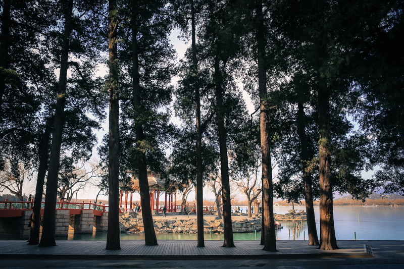 summer, transportation, footpath, pavilion, history, pekin, trunk, tranquility, nature, beauty in nature, outdoors, park - man made space, plant, treelined