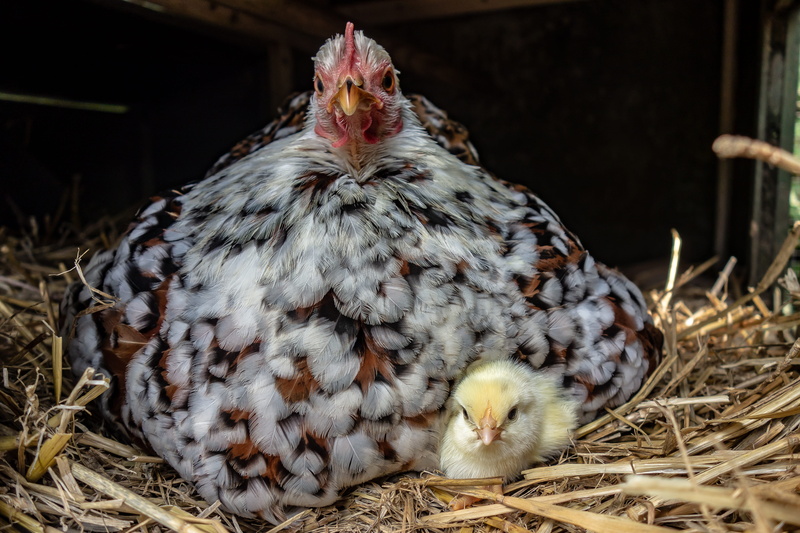 animal themes, animal wildlife, portrait, close-up, baby chicken, multicolor, baby, animal family, domestic, young animal, nature, no people, one animal